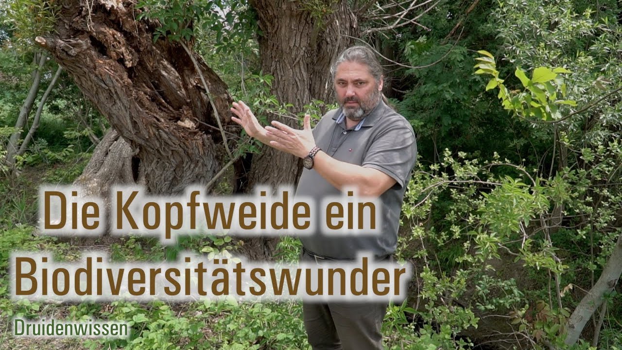 Die Kopfweide ein Biodiversitätswunder