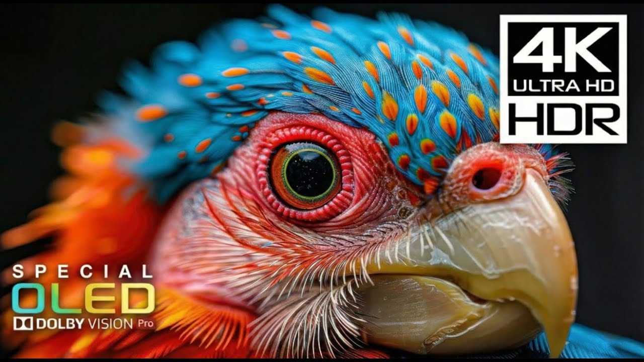 The Best 4K HDR 60fps | Dolby Vision (4K Video).