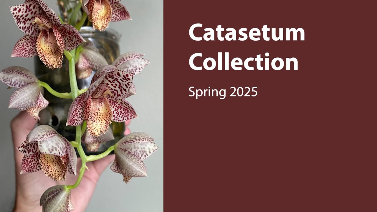 Catasetum Orchid Collection -  Spring 2025