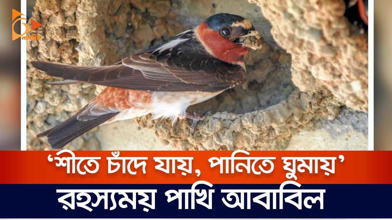 ‘শীতে চাঁদে যায়, পানিতে ঘুমায়’ রহস্যময় পাখি আবাবিল | Nagorik TV