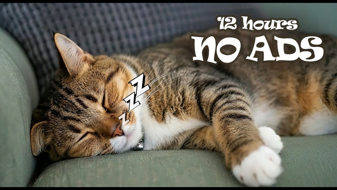 12 Hours Calming Music for Cat Home Alone NO ADS 🌙 Stop Night Anxiety in Cats