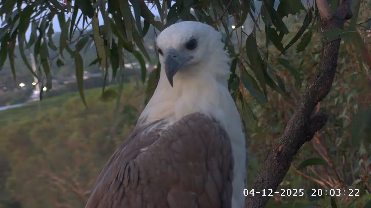 Lady flies to the nest tree and stays there overnight / 19:58 / 04-12-2025/Sea-EagleCAM