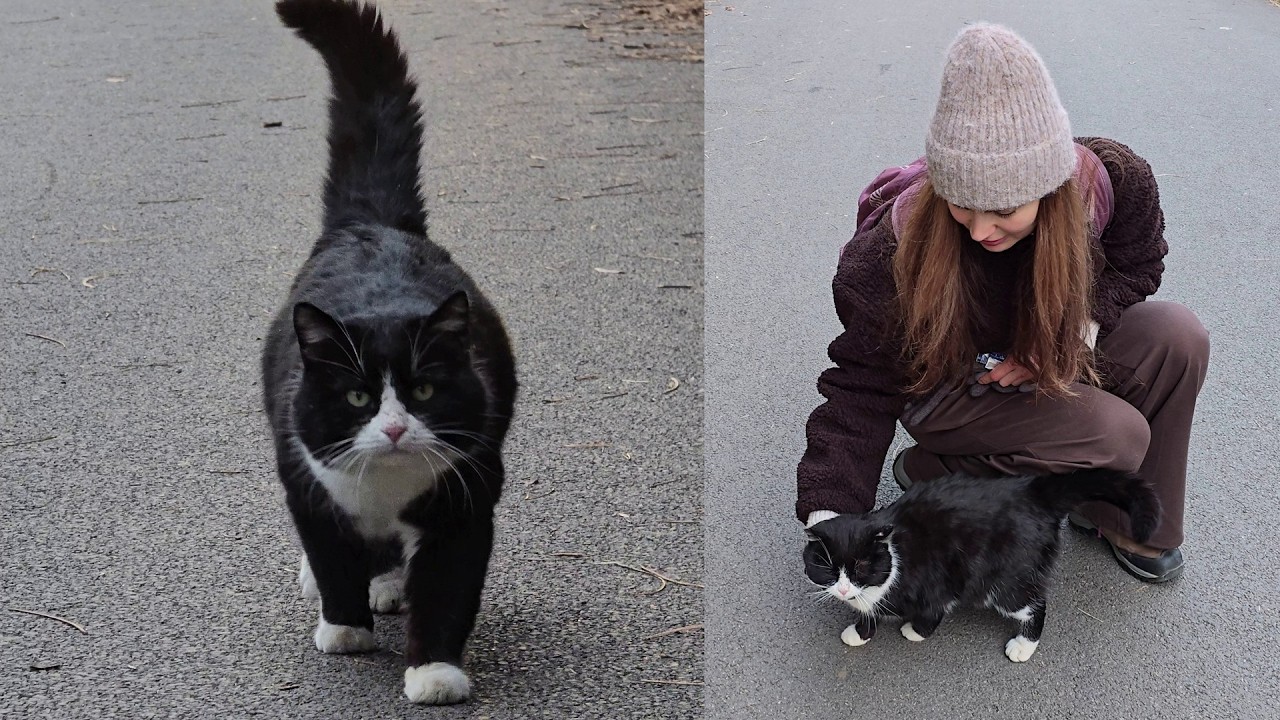 Stray Cats in the Park Want LOVE More Than Food! 🐾 Heartwarming Story of Affectionate Street Cats