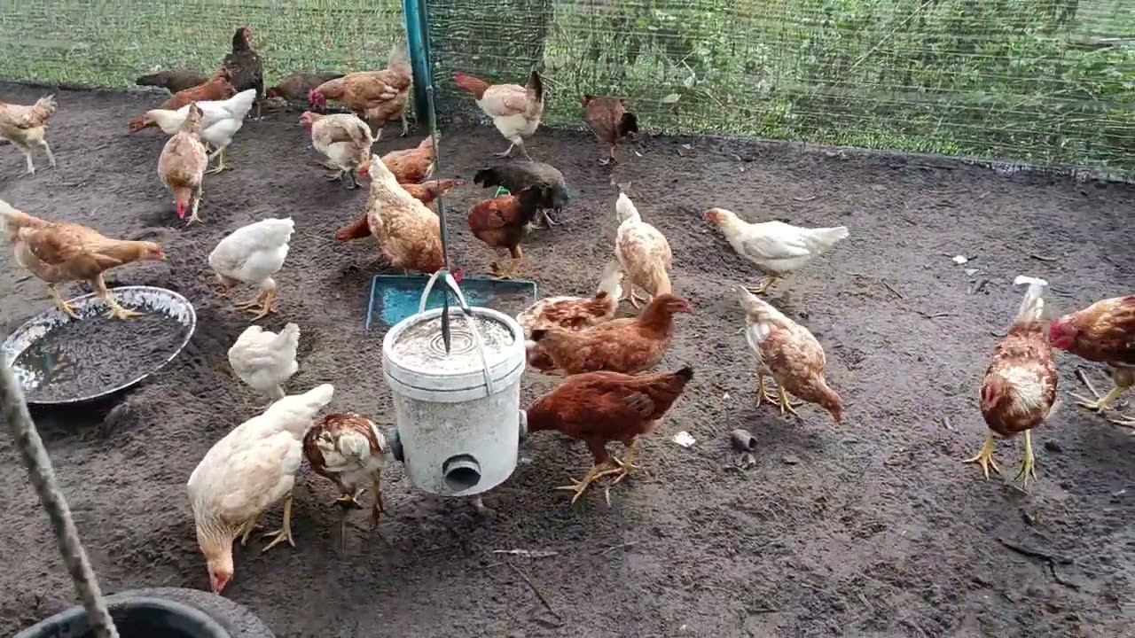 #35-Perkembangan ternakan ayam mak di kampung..kuala Rompin...Terbaikkk..👍👍👍