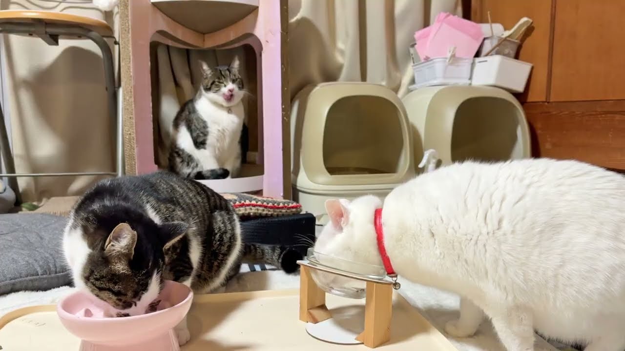猫たちと賑やかなお夜食会【26年1月23日その8】