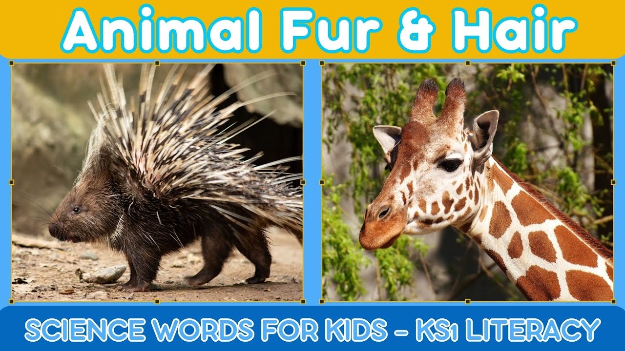 Animal Fur & Hair: 35 Animal Facts for Kids