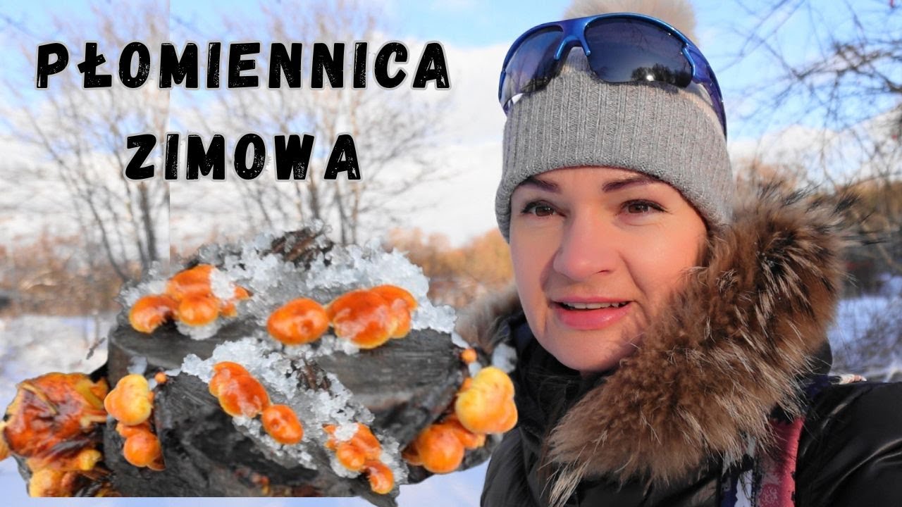 PŁOMIENNICA ZIMOWA jak ją rozpoznać? Cechy charakterystyczne oraz smak zimówki aksamitnotrzonowej