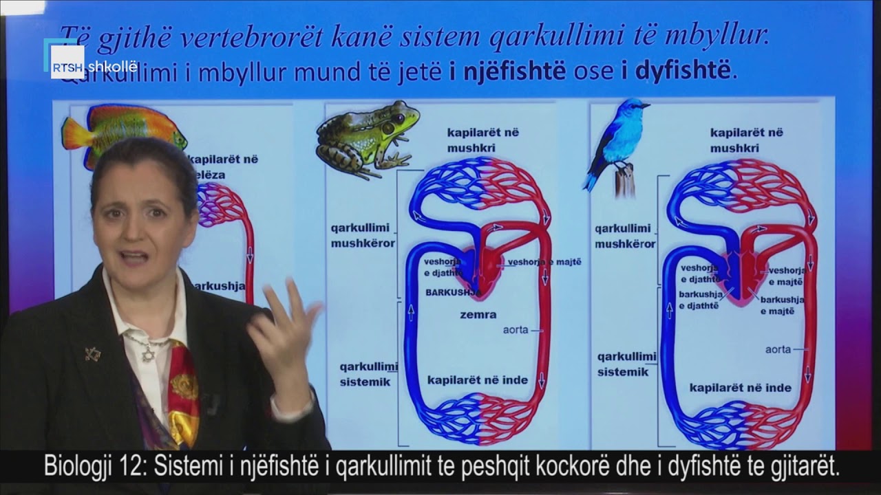 Biologji 12 - Sistemi i njëfishtë i qarkullimit te peshqit kockorë dhe i dyfishtë te gjitarët