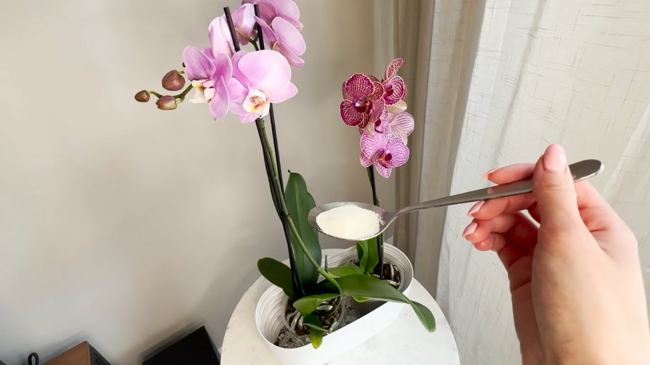 Mit nur 1 Teel&ouml;ffel wird deine Orchidee wie verr&uuml;ckt bl&uuml;hen