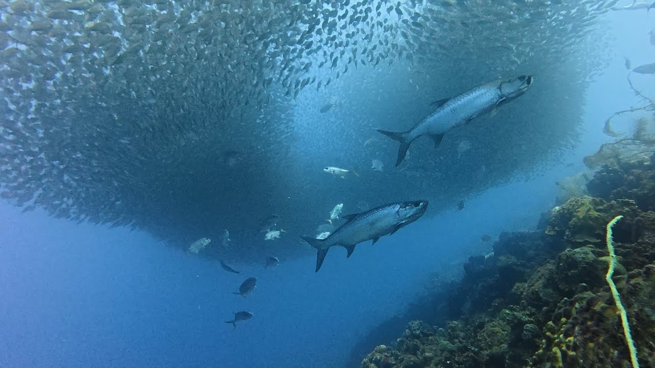Epic bait ball dive at '1000 steps', Bonaire