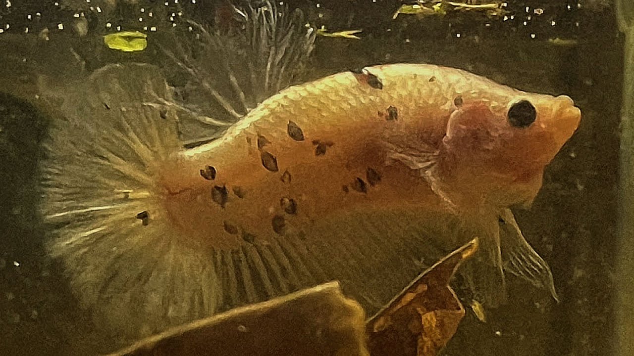 koi