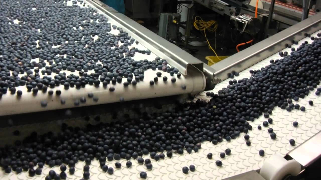 Augusta Bixler Farms: Blueberries 2012