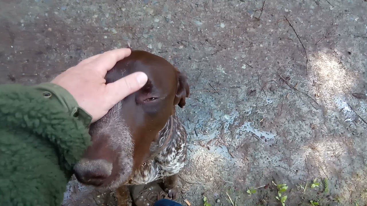 Deutsch Kurzhaar im Wald ohne Leine ll