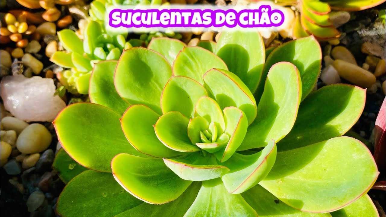 CONHEÇA AS SUCULENTAS IDEIAS PARA PLANTAR NO CHÃO