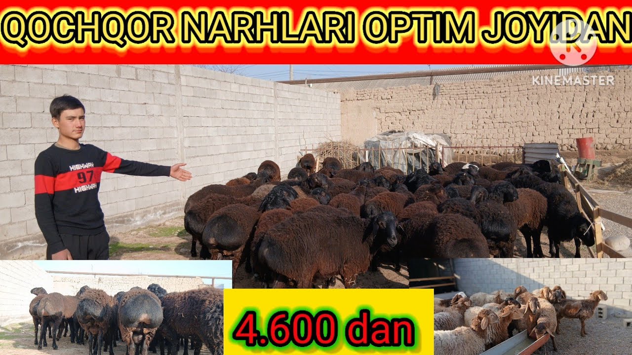 YANA UKAMIZ QOCHQOR NARHLARNI ARZONLATIB YUBORDI 😲😲😲