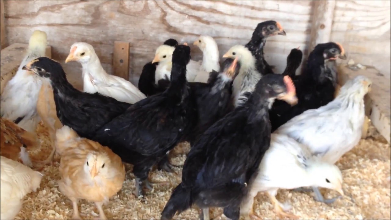 When and How to Move Chicks Outside