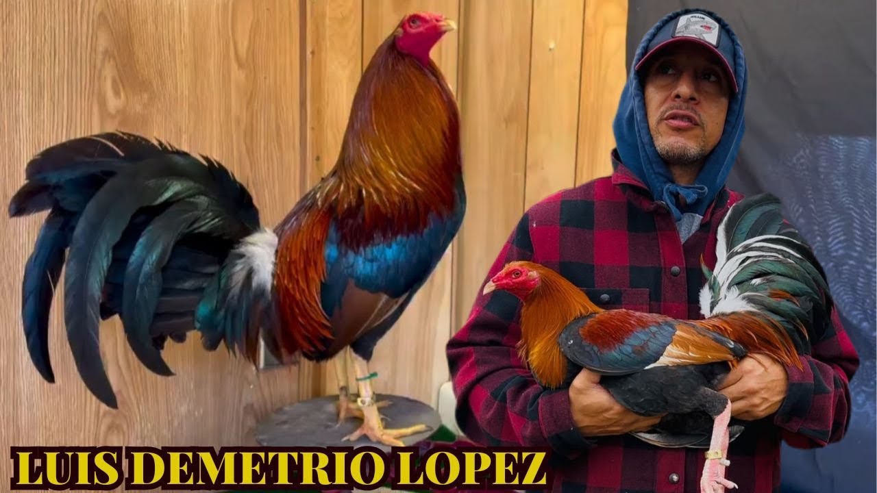 Курятник Corral California Luis Demetrio Lopez с кормушкой, закрытыми и открытыми загонами для ра...