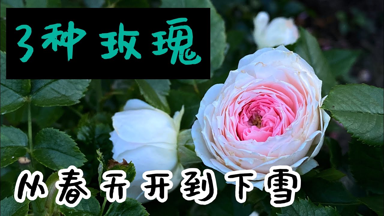 推荐三种好养的玫瑰！从几十种里面选出来的三种！绒球门廊Pompon Veranda， Floribunda Rose 'Summer Fashion'，Rosanna Climbing Rose
