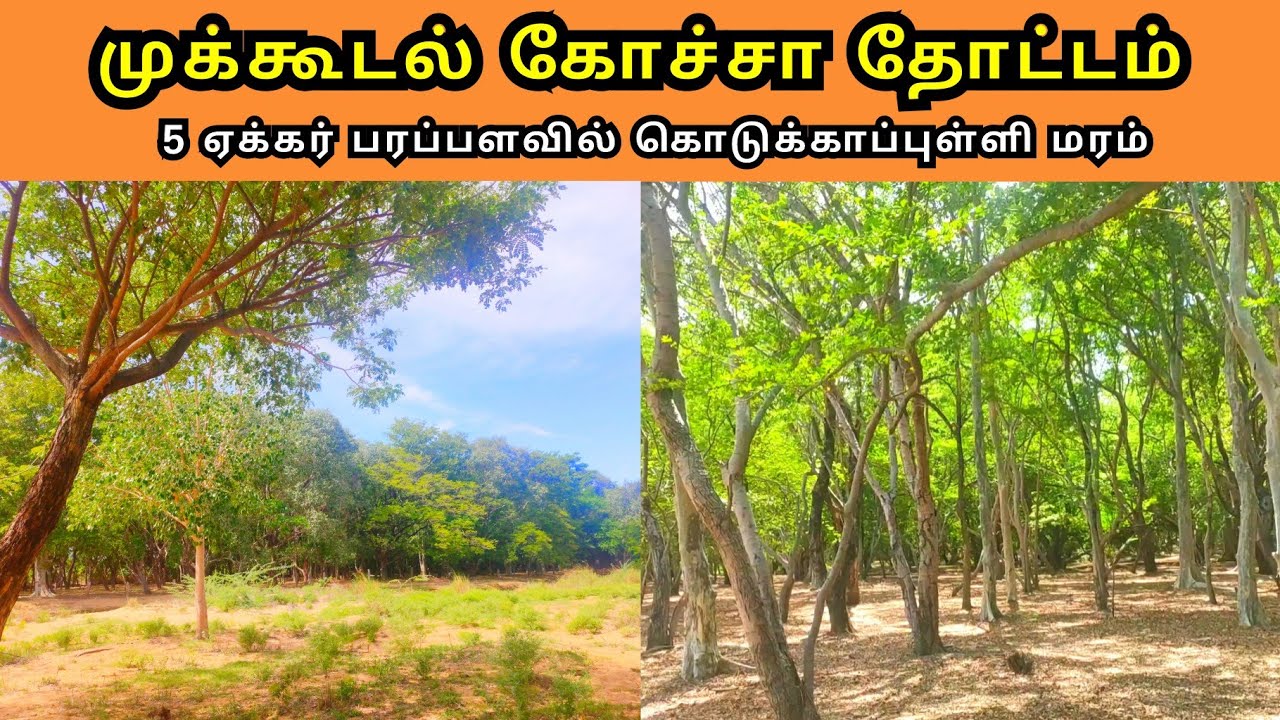 முக்கூடல் கோச்சா தோட்டம் − Mukkudal Kocha Thottam / கொடுக்காப்புள்ளி தோட்டம் / Garden