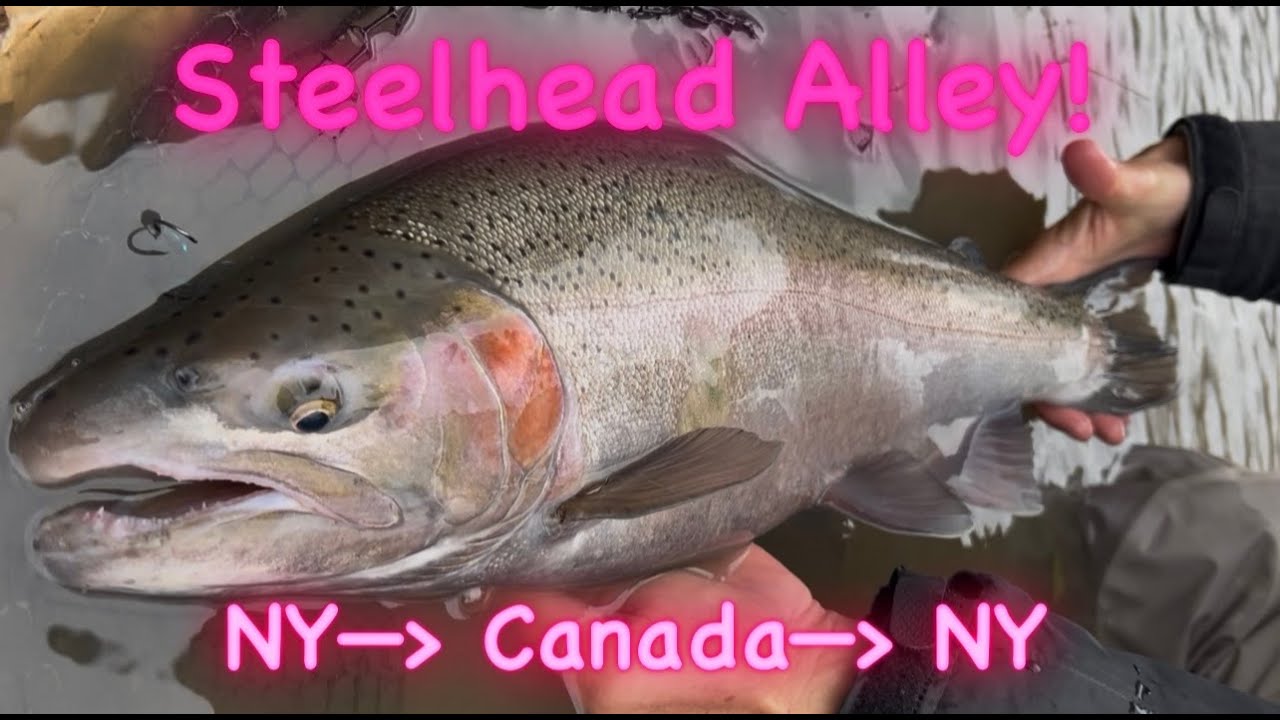 Steelhead Alley NY - Canada - NY