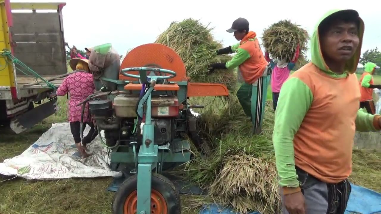 gotong royong panen padi | | Panen padi menggunakan Mesin Tleser di Pedesaan