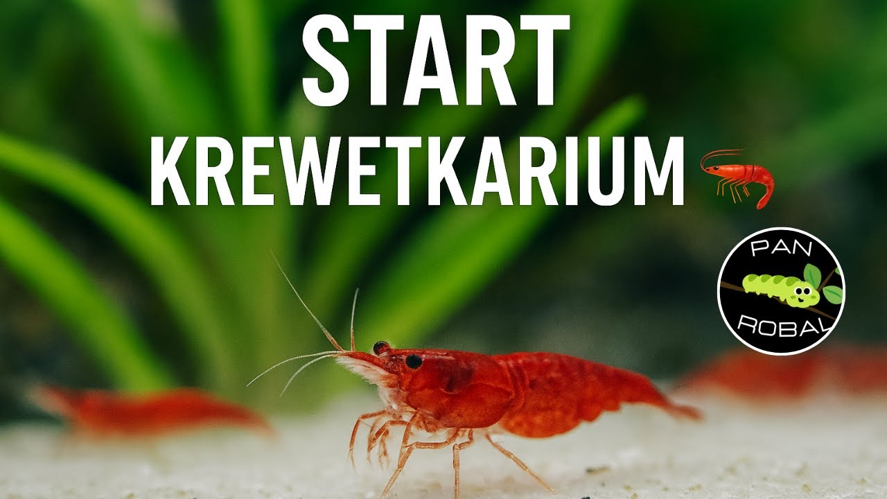 Zakładanie krewetkarium krok po kroku 🦐 | Pierwsze akwarium na krewetki słodkowodne