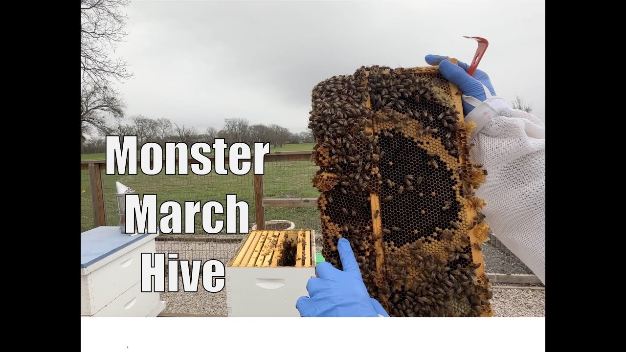 A Monster March Hive (And how to keep it from swarming)