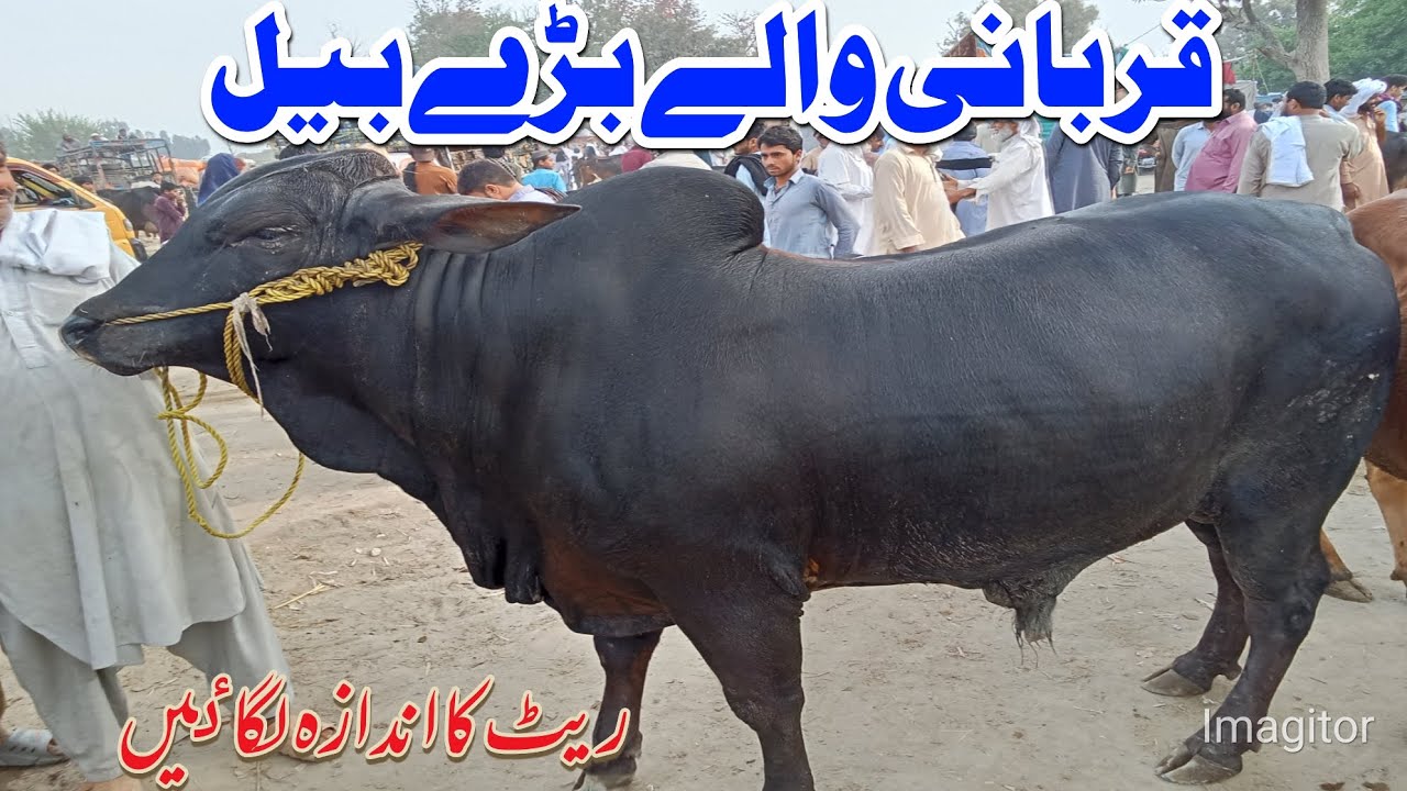 Dera ismail khan Cow Mandi Latest Rates 2026 ! Sahiwal Cholistani Bachre Bachrian ! Qurbani 2026🐂,