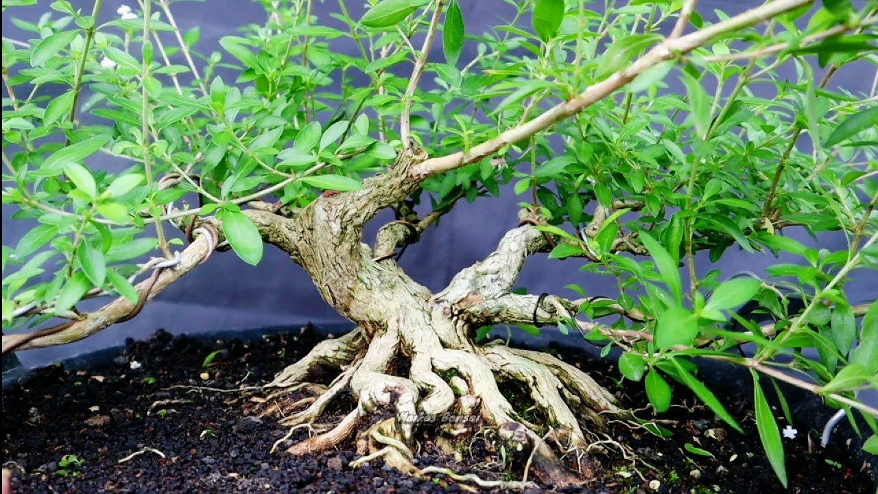 PRUNING BAHAN BONSAI SERIBU BINTANG 