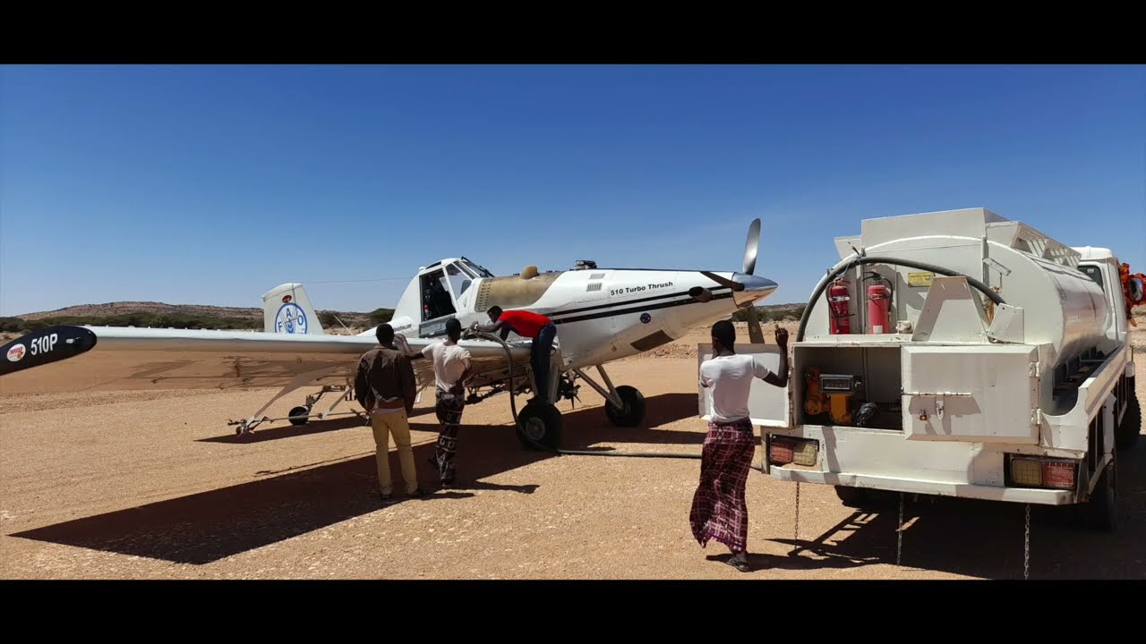 PuntLand Locust bust
