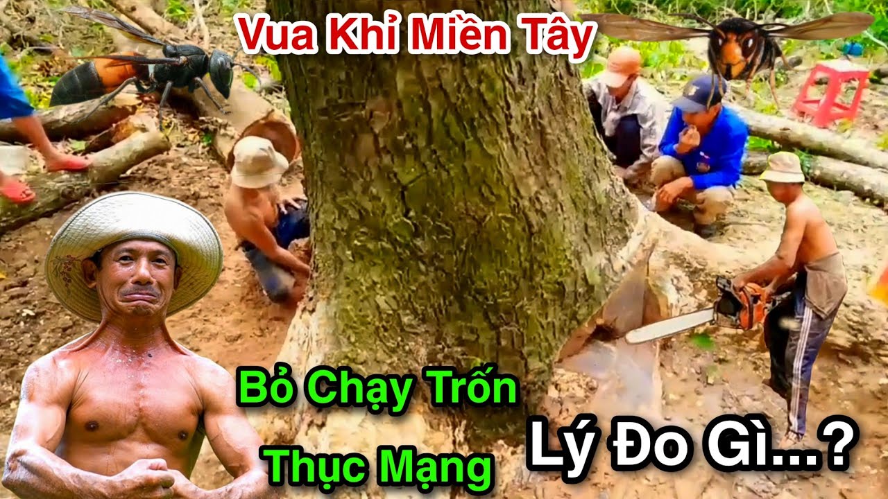 Cưa Cây Còng Bị Ong Đốt Cả 100 Mũi Hôm Nay Vua Khỉ Trở Lại Cưa Cho Bằng Được Cái Kết Như Thế Nào