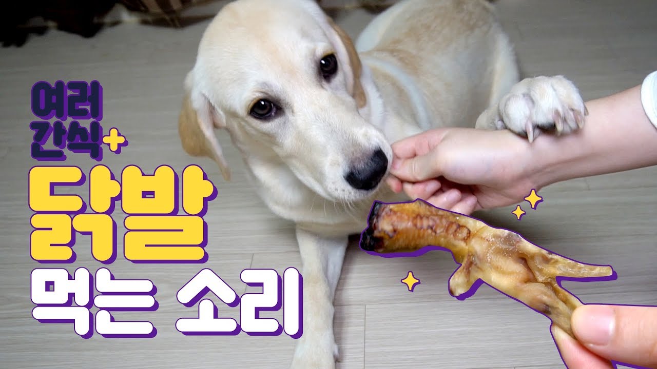 닭발 + 개껌 먹는 소리 강아지 이팅사운드 ASMR 닭발 외 여러가지 간식
