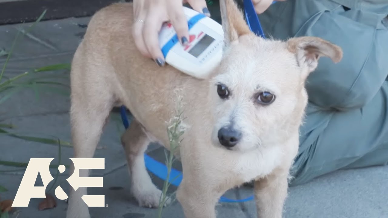 Live Rescue: Top 6 Animal Rescues - Part 2 | A&E
