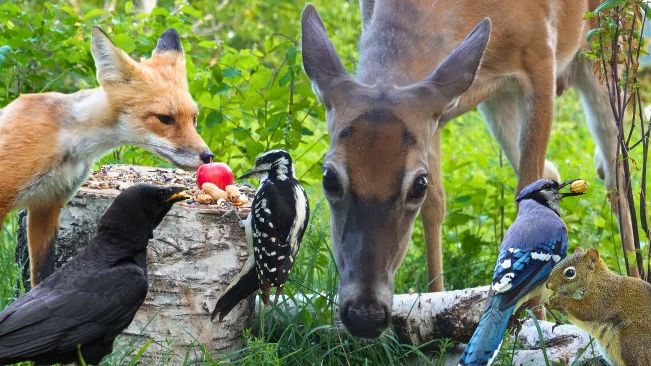 Cat TV - Deer, Fox, and a Feathered Chase 🦊🦌 A Wild Day Unfolds