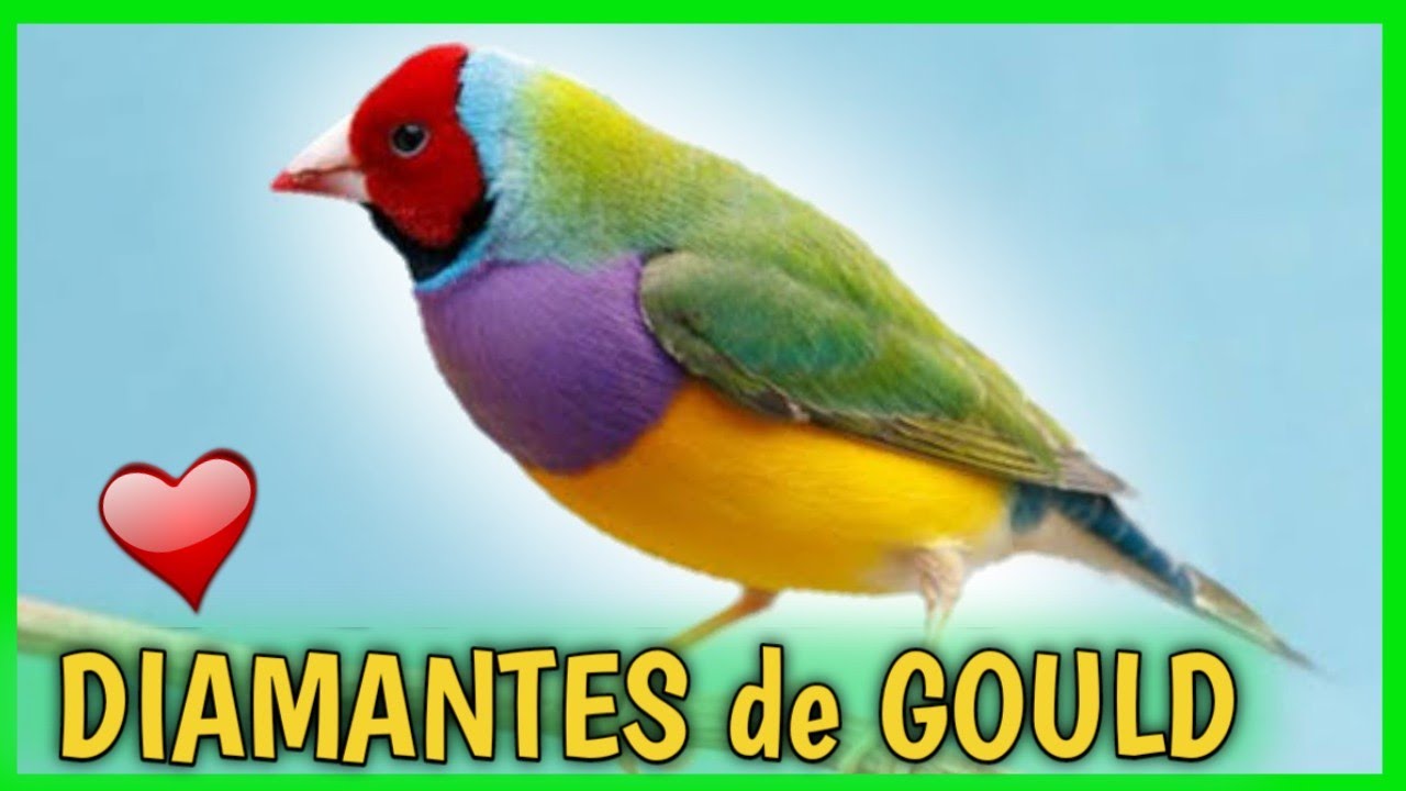 DIAMANTE de GOULD ❤️ Cuidados, Tipos, Canto, Colores o Lady Gould
