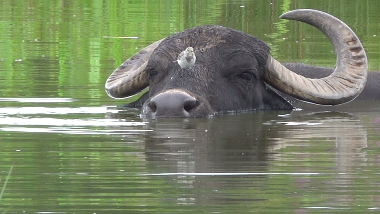 Bei den Wasserbüffel im NSG Säulingssee. Ein Film von Arno Werner