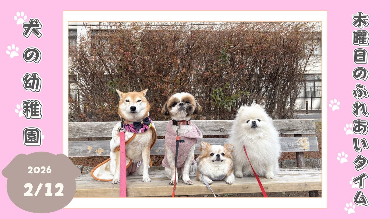 【犬の幼稚園】わんわんようちえん　木曜日のふれあいタイム
