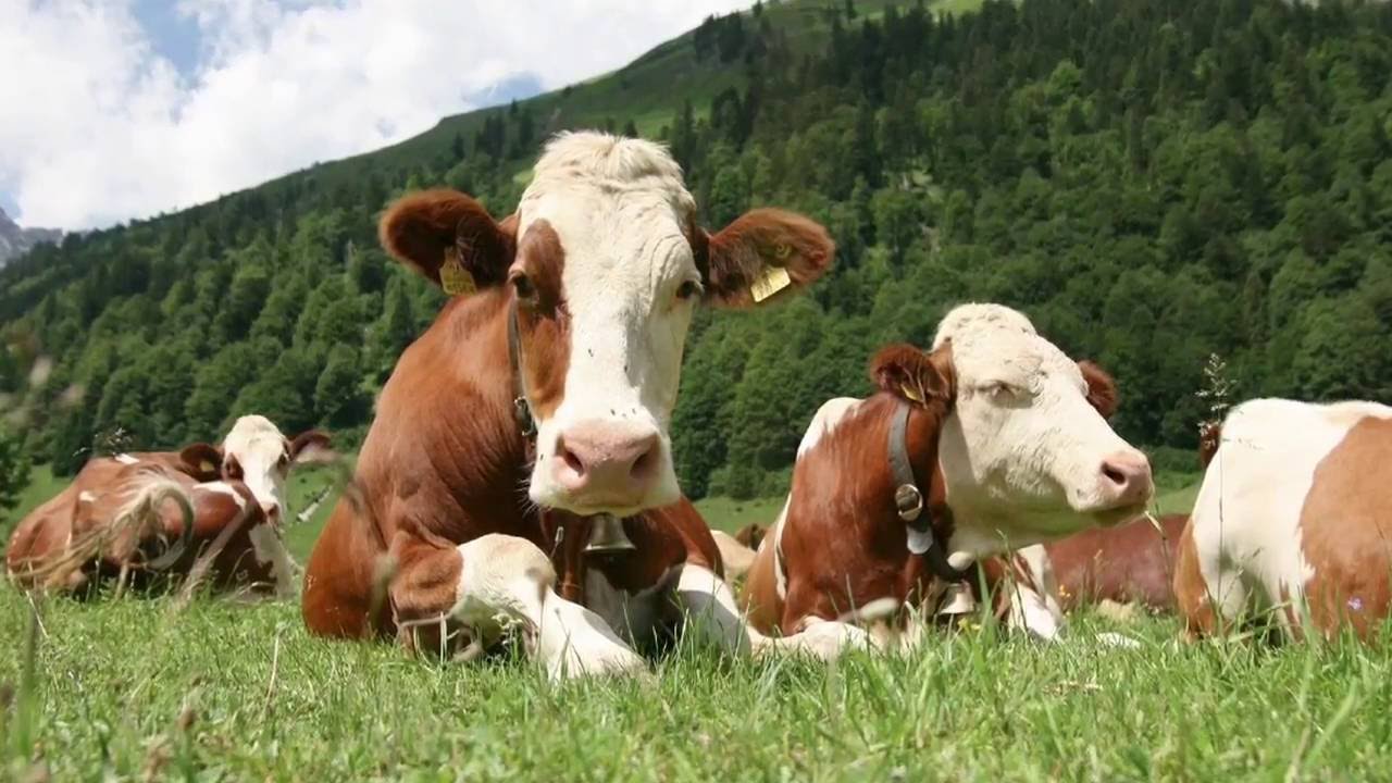 Humane Farm Animal Care 2016
