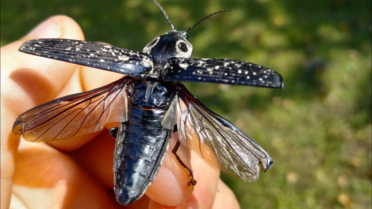 Texas click beetle