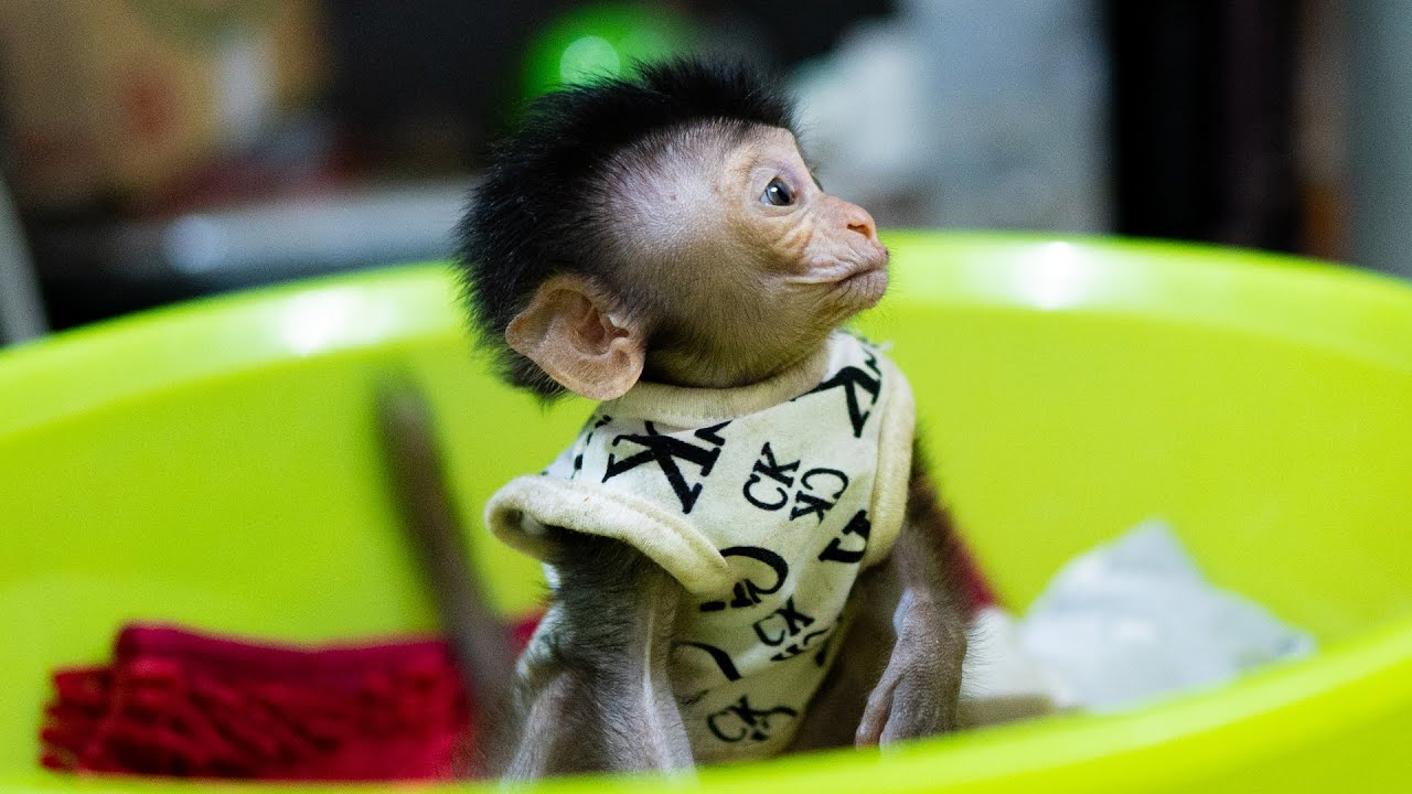 The baby monkey is very hungry because he lost his mother-Monkey Video 2022