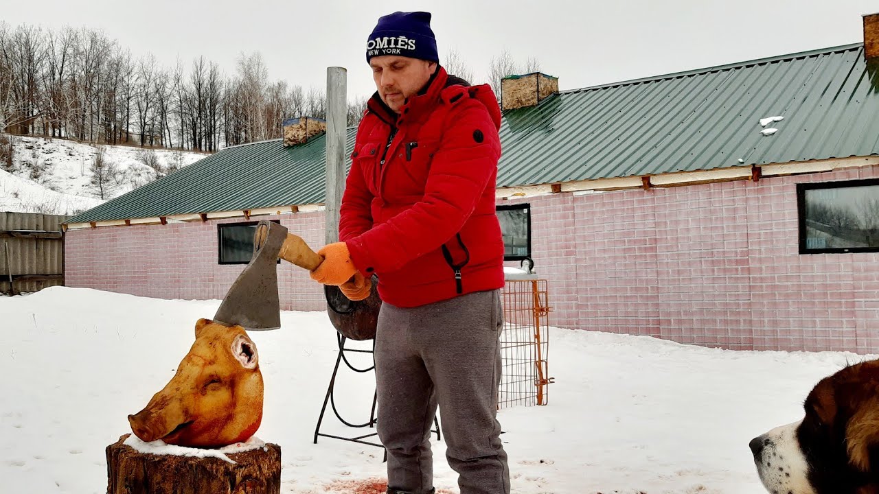 СВИНЬИ РОСТУТ КАК МАМОНТЫ ,почему так?