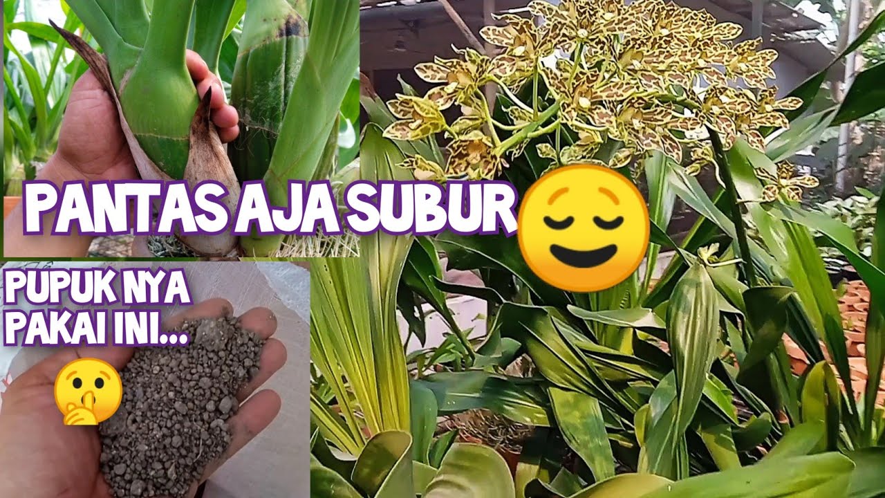 Pupuk Organik Paling Joss untuk Anggrek