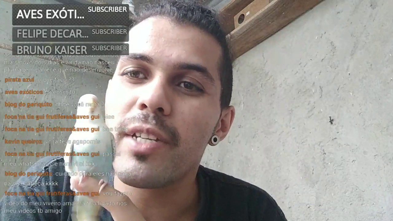 🔵Live - Como criar e manter seu filhote de periquito manso - desenvolvimento de filhote