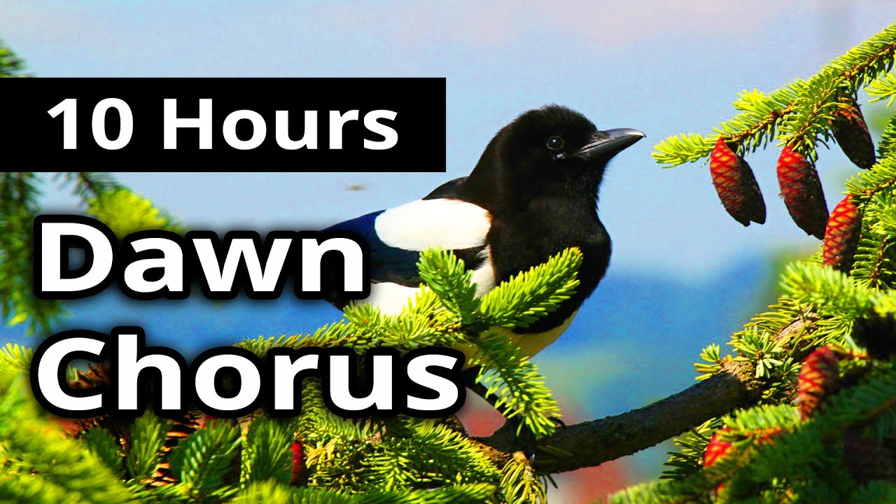 10 Hours - DAWN CHORUS - Birds in the Morning - Ambiance for restaurants, spas, health farms...