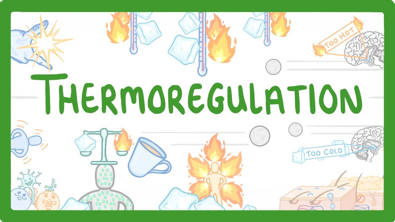 GCSE Biology - How We Control Our Body Temperature