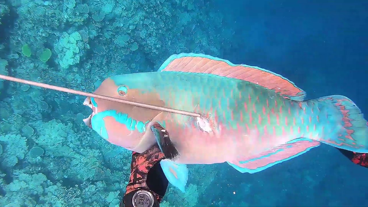 Spearfishing  Nouvelle  Calédonie - Janvier 2020 - Passe extérieure !!
