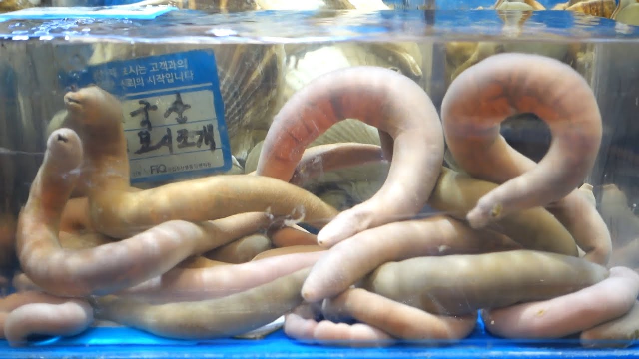 초스피드 개불 손질 / Spoon Worm / gaebul / Noryangjin Fishery Market