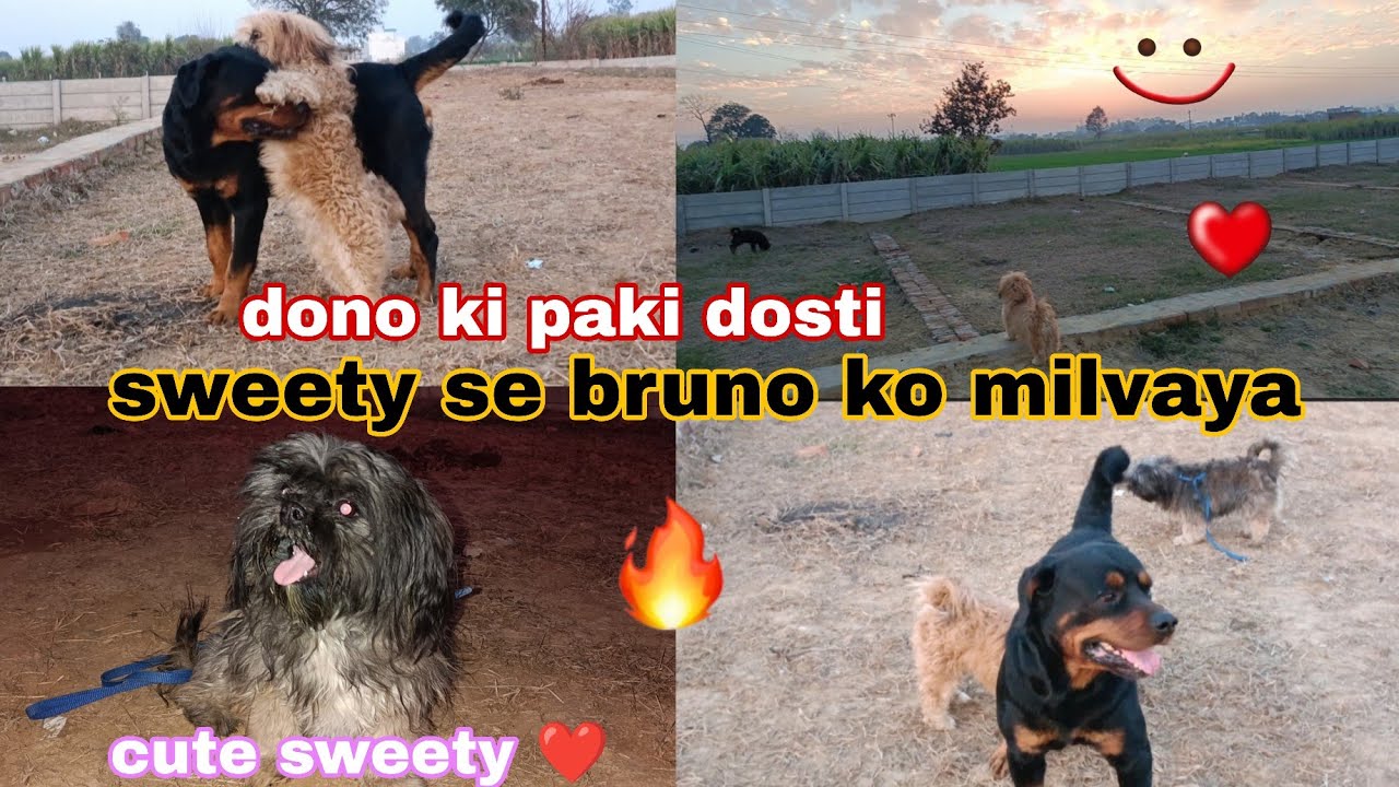 Cute shithtzu vs rottweiler 