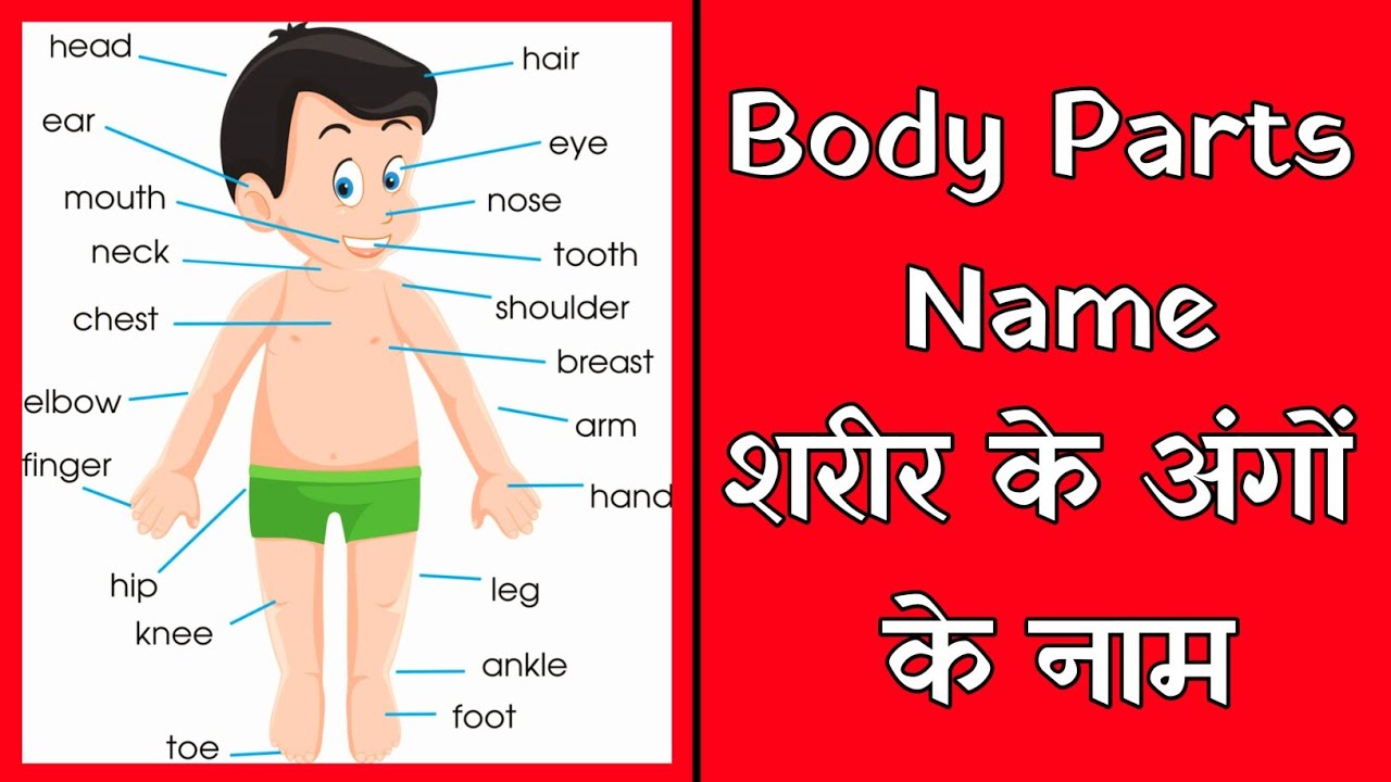 Human body parts name in hindi & english | Part- 1 | शरीर के अंगों के नाम हिंदी और इंग्लिश में