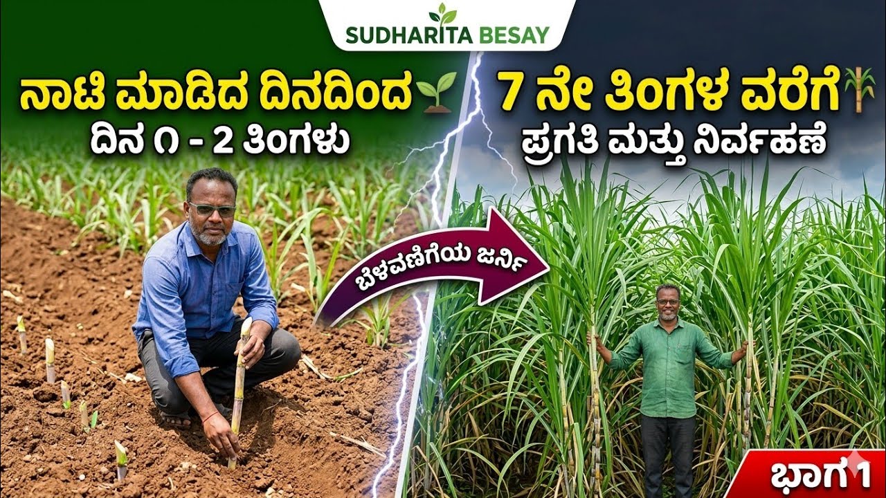 ಕಬ್ಬು ನಾಟಿ ಮಾಡಿದ ದಿನದಿಂದ 7 ತಿಂಗಳ ವರೆಗೆ ಜರ್ನಿ ಹೀಗಿತ್ತು ನೋಡಿ 